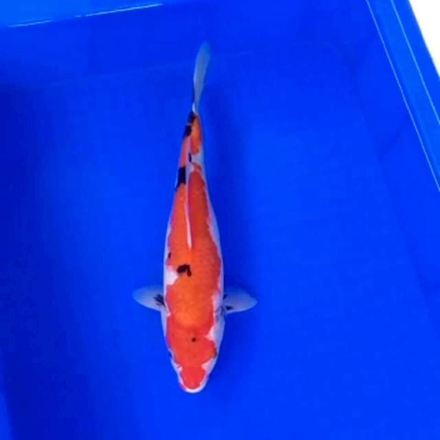 SANKE TATEGOI 30 CM
