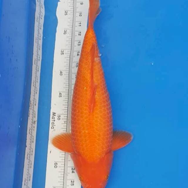 SUPER BULKY Beni karashi 43cm