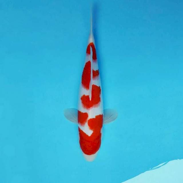 ISAYAMA 1 - KOHAKU ®