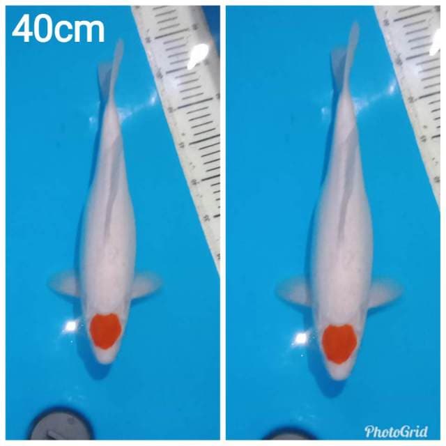 Original tancho kohaku