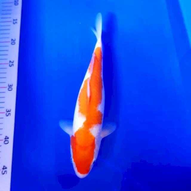 Kohaku bakat jumbo 31 cm fm