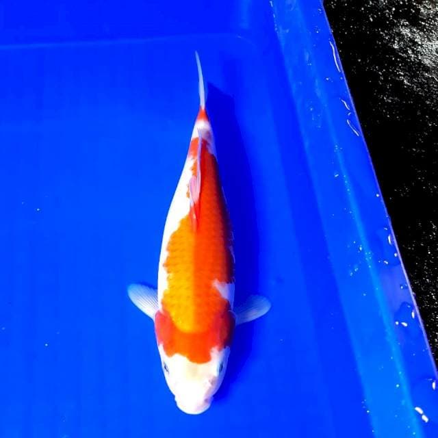 Kohaku bakt jumbo 28 cm fm