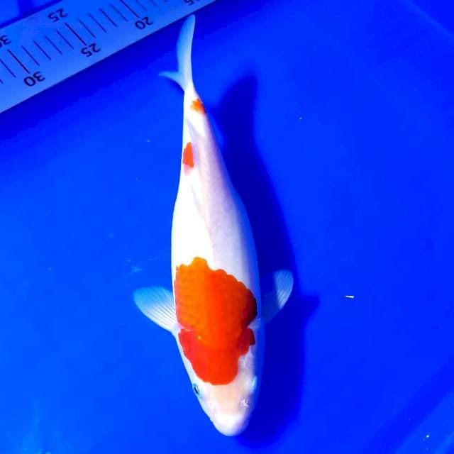 Kohaku 28 cm fm