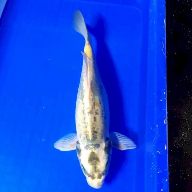 Kikko 35 cm fm