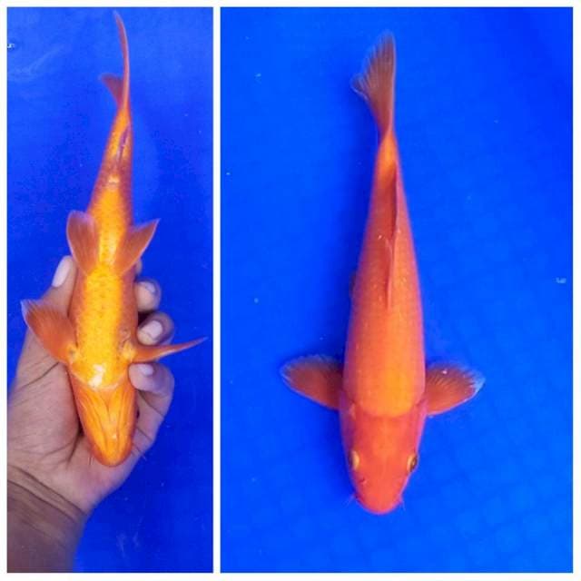 2. Benigoi Tembus || 25 cm