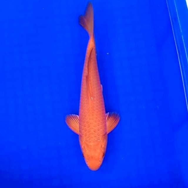 4. Karashi Tembaga || 29 cm