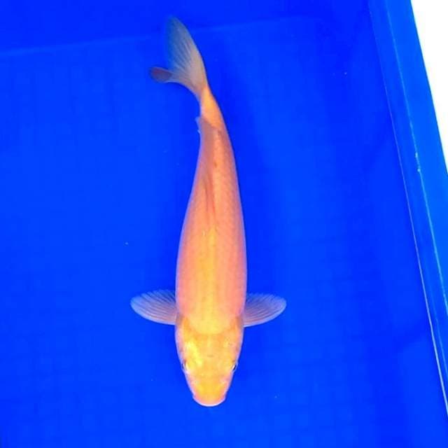 5. Karashi || 32 cm