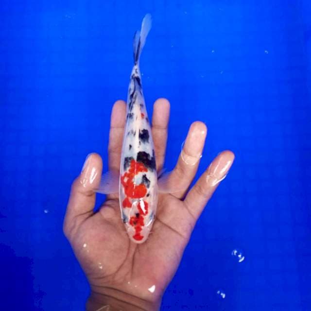 7. Sanke || 20 cm