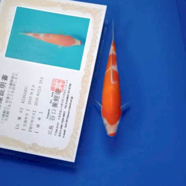 Kohaku new tosai taniguchi