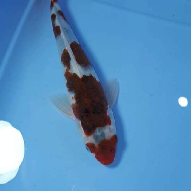 GOROMO 28 CM