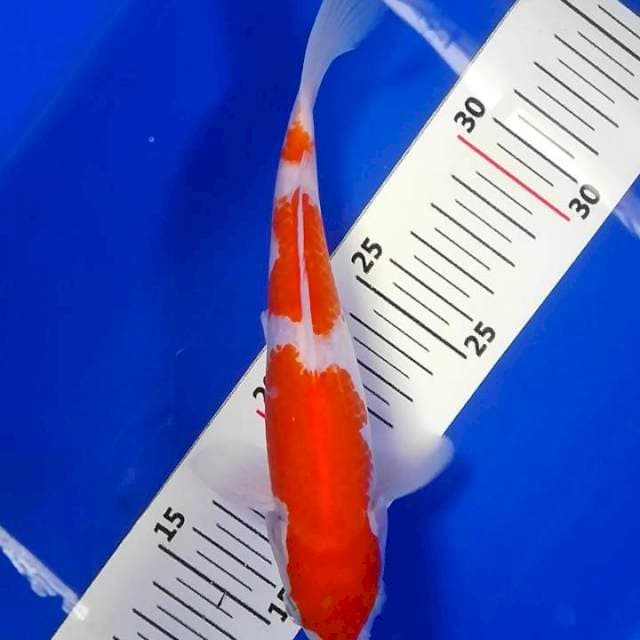 U-koi 05 ~ kohaku