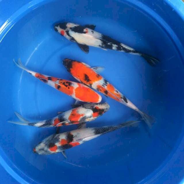 Sk mix showa