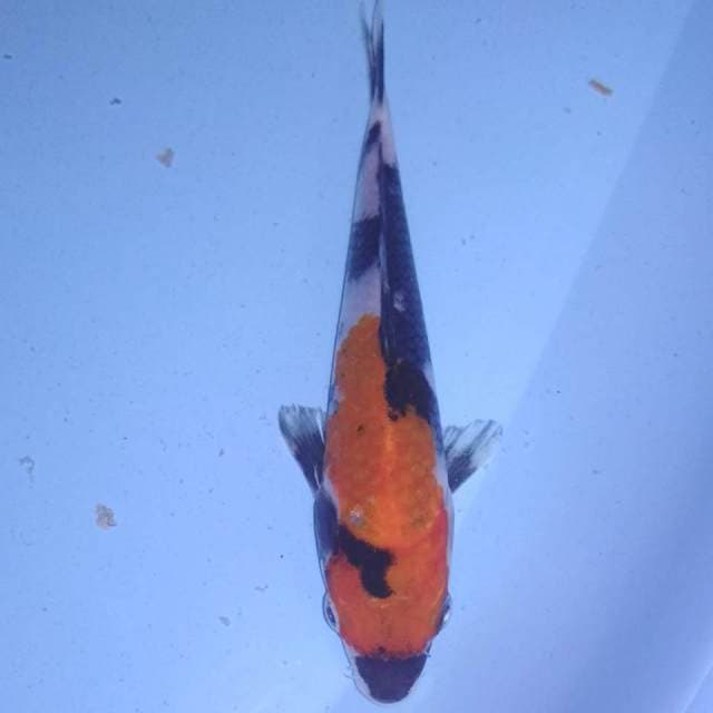 Showa 16cm