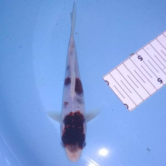 Goromo 17cm