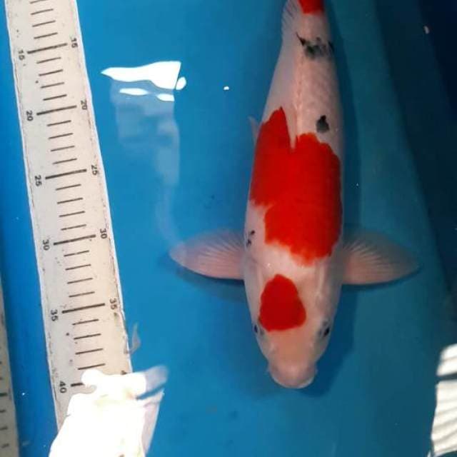 MARUTEN SANKE TSUBOSUMI 37 CM