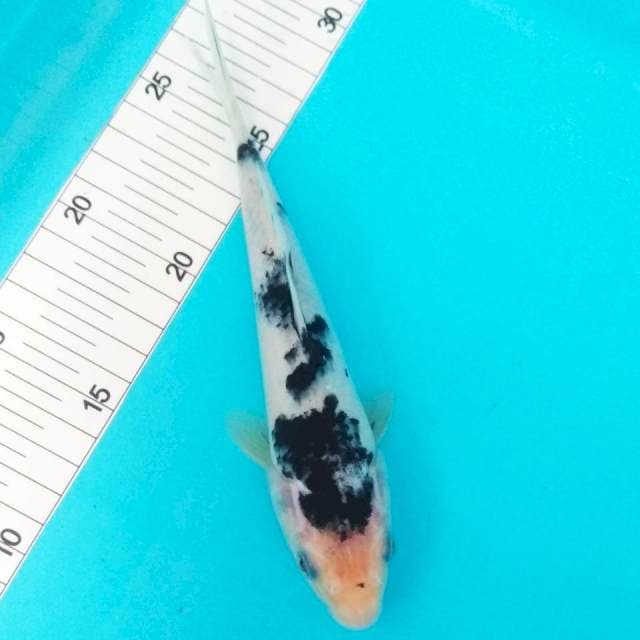Bekko 27cm