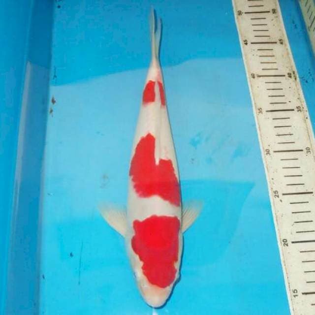 35cm F1 KOHAKU