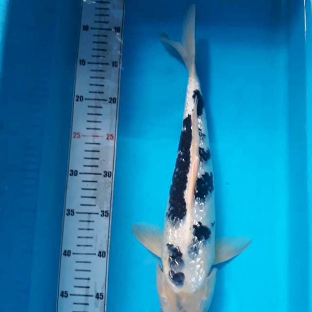 Ginrin 40cm