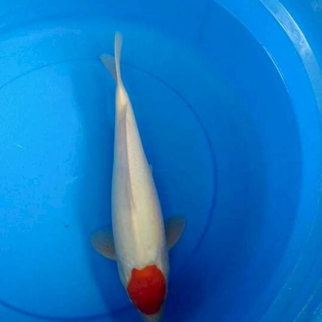 Tancho kohaku