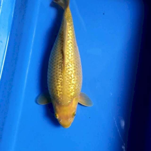 Super Bulky Ginrin Midori 30cm