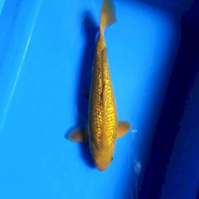 Ginrin Midorigoi 33cm