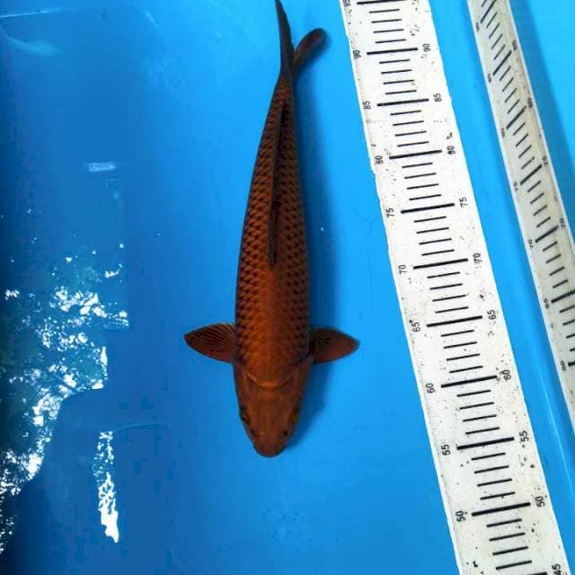 Chagoi 37cm Jantan
