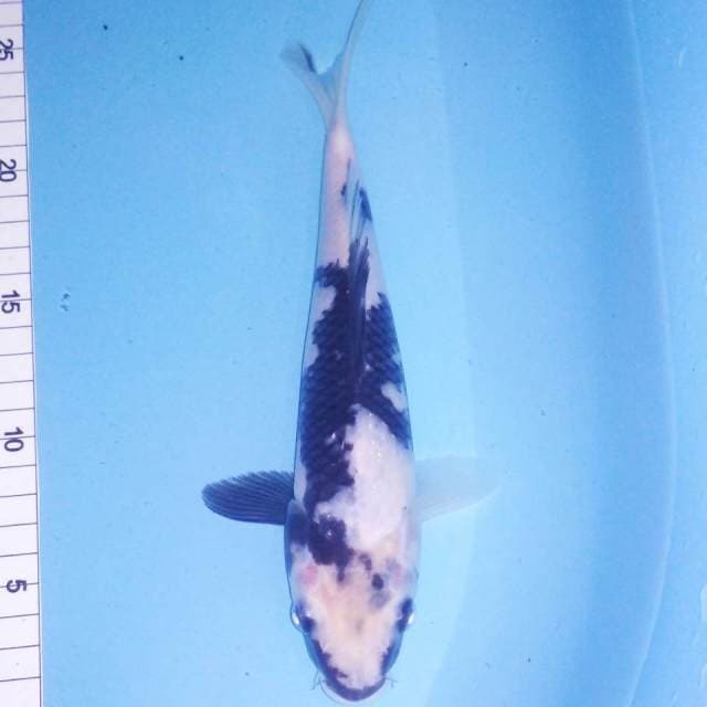 Shiro 25cm