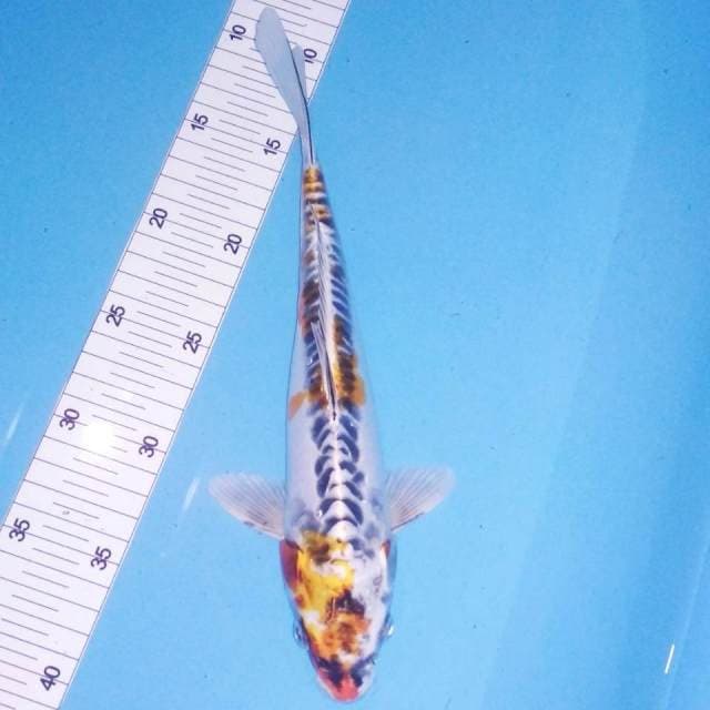 Kiko 29cm