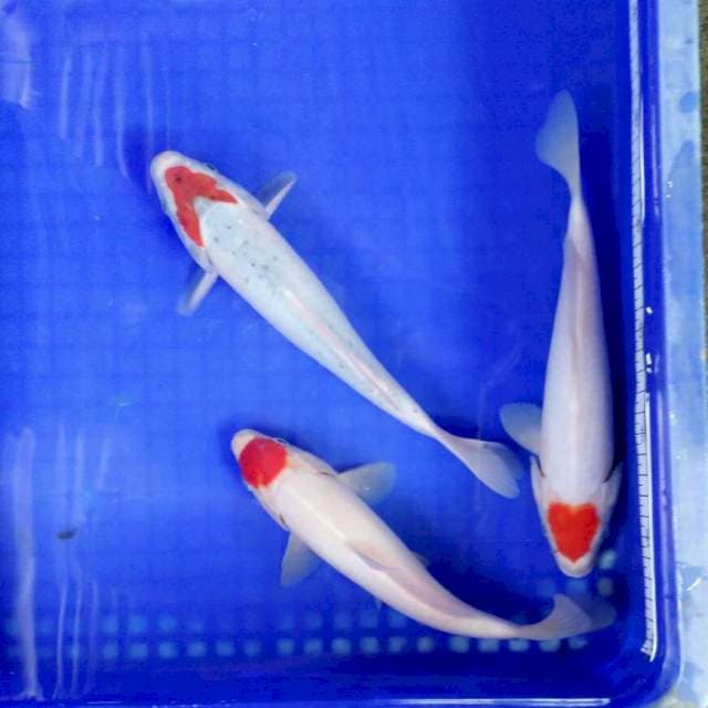 Mix tancho 24-26cm