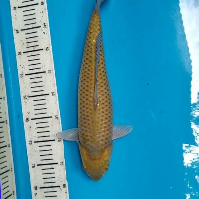 Midori 40cm Male