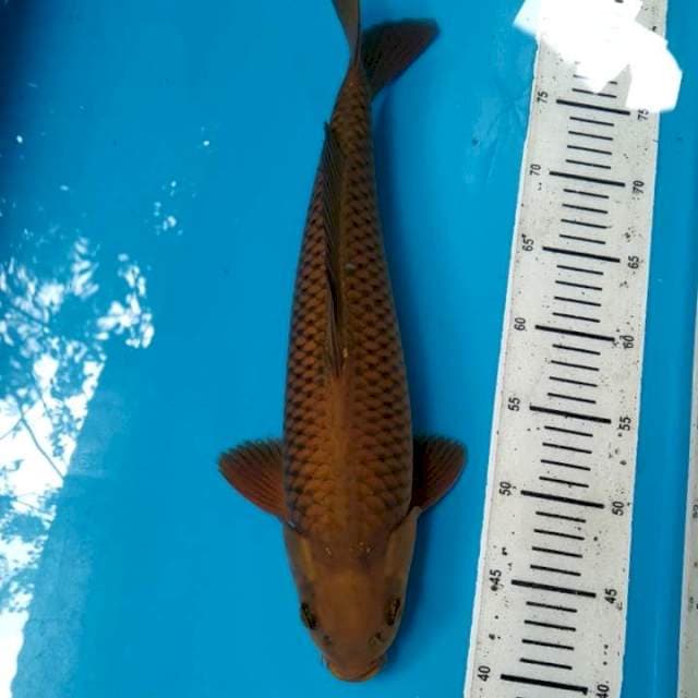 Chagoi 40cm Male