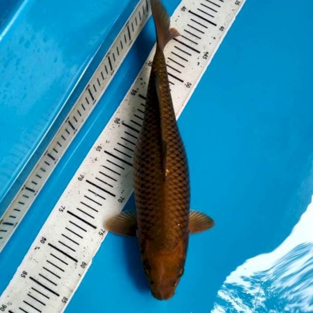 Chagoi 39cm Female