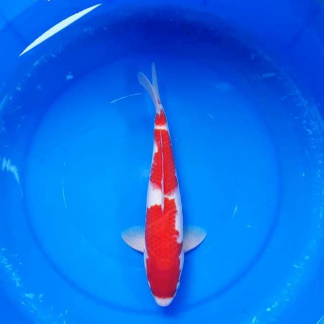 Kohaku Quality