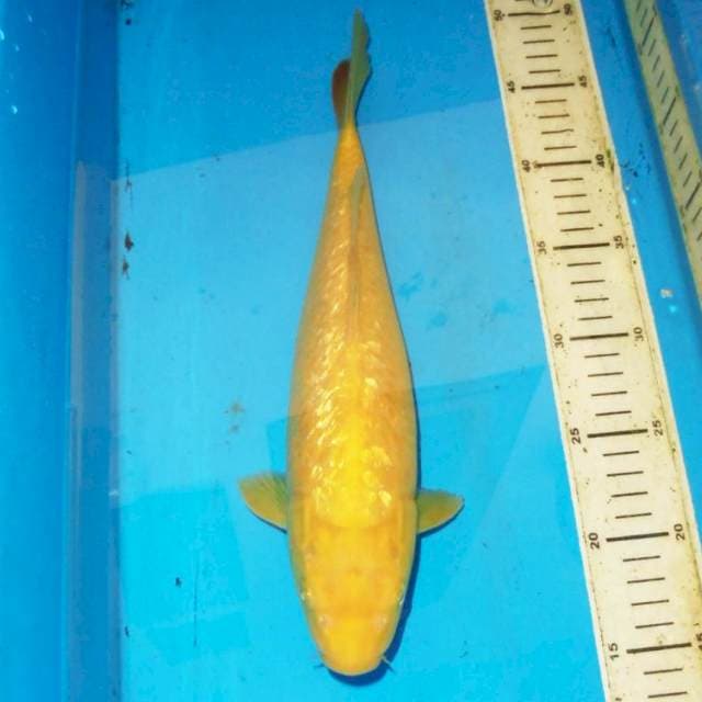 34cm F1 GINDRIN KARASHI