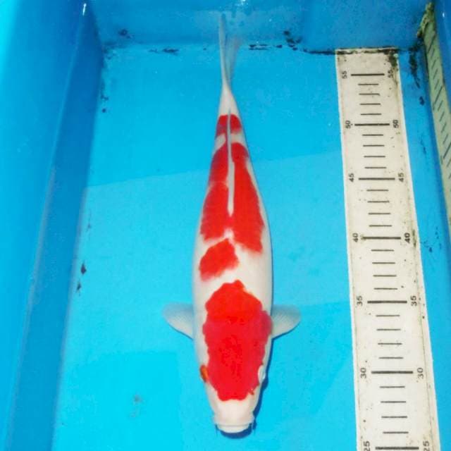 36cm F1 KOHAKU