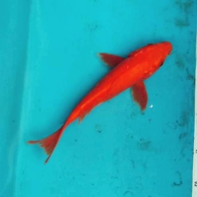 Benigoi merah tembus kumpay