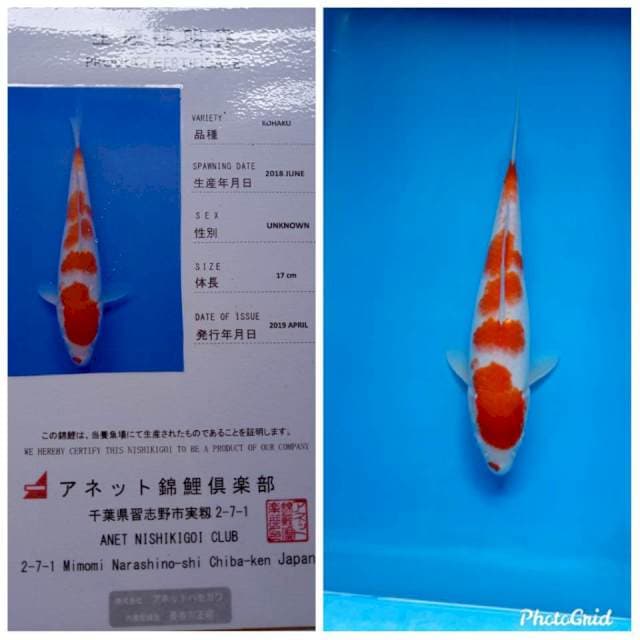 Kohaku import anetto farm
