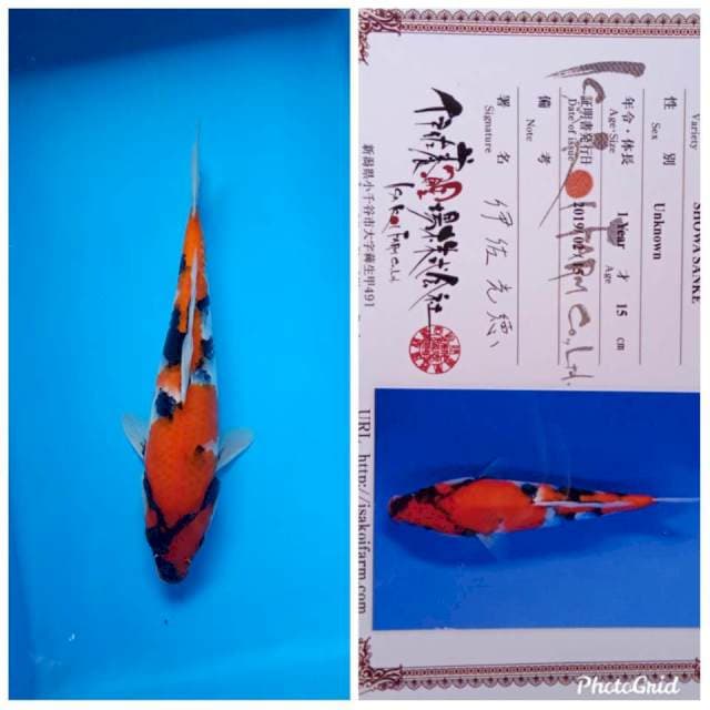Showa import isa farm