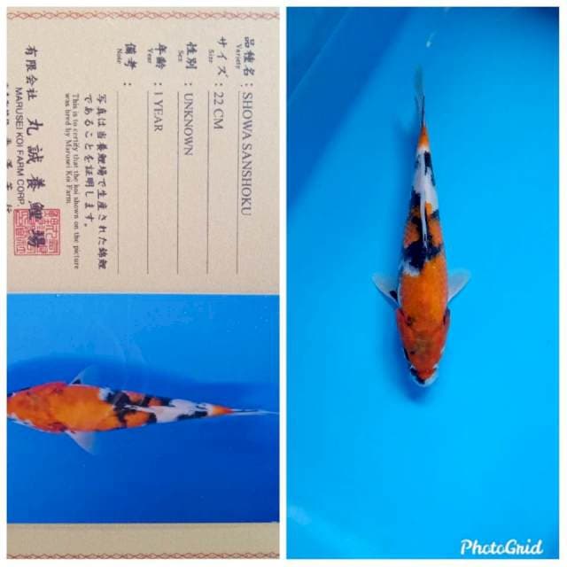 Showa marusei farm import serty