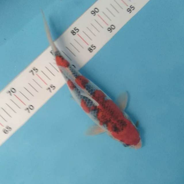 Goshiki 29cm