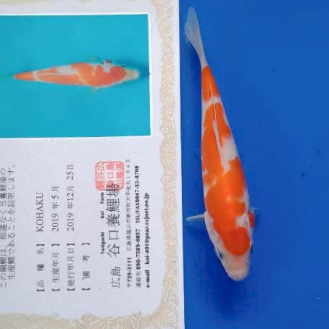 Kohaku tosai taniguchi
