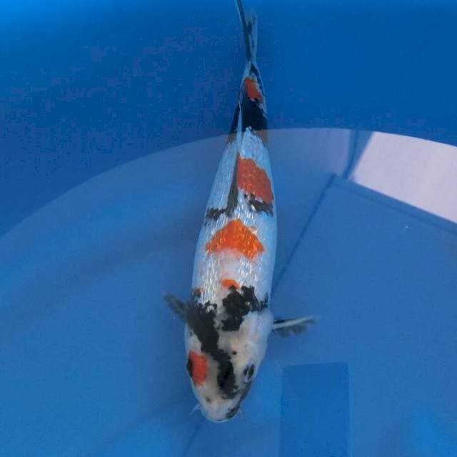 Kindai Showa Ginrin (Ginrin full). Top Quality