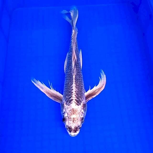 Kumpay Jumbo Matsuba # 44cm