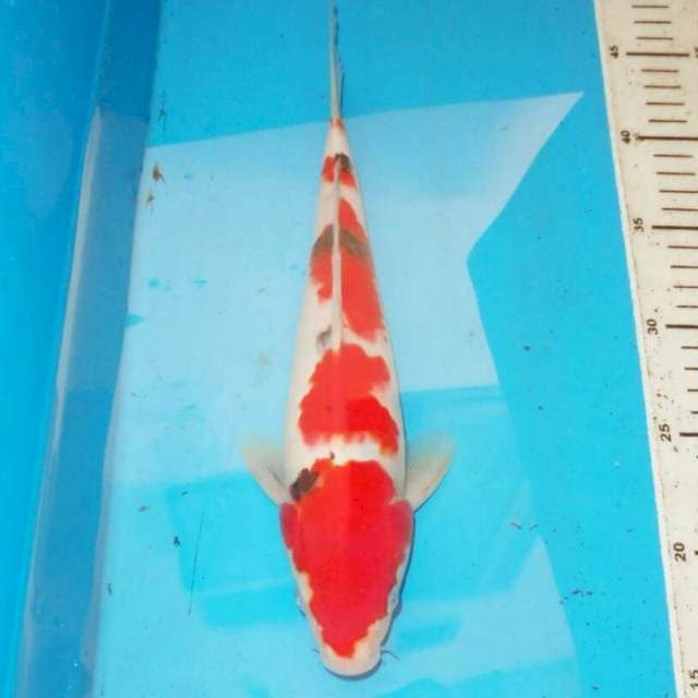 31cm SANKE 4step