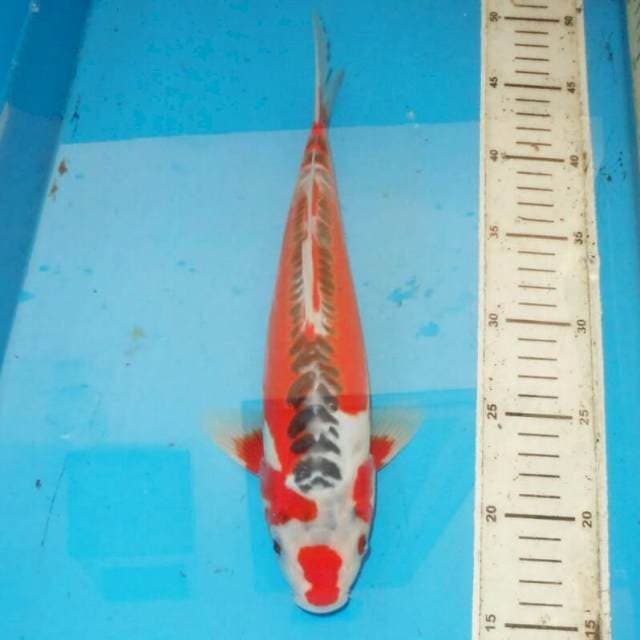 32cm HANA SHUSUI CANTIK