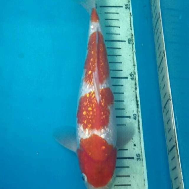 Kohaku Ginrin, Male 26 cm