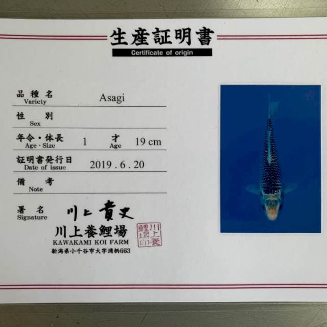 KAWAKAMI ASAGI 40BU RING RAPIH