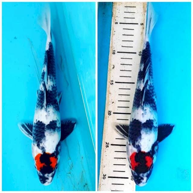 SPECIAL TANCHO SHOWA 30cm