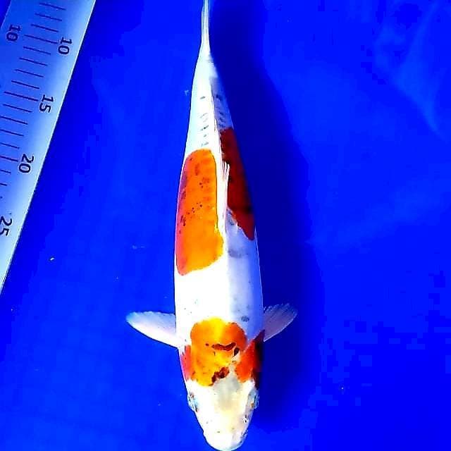 Kikko bakat jumbo bulky 35 cm