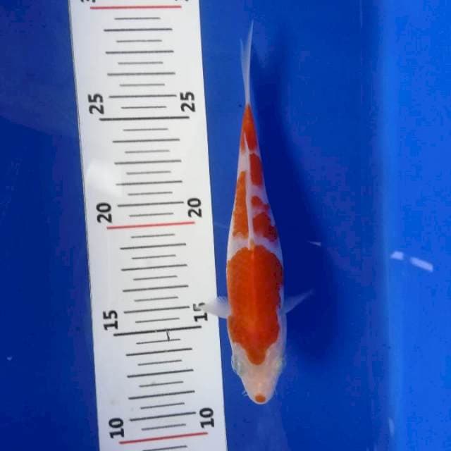 U-koi 07 ~ kohaku